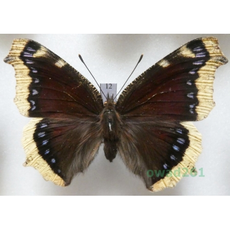 Nymphalis antiopa (Linnaeus, 1758) Czech12